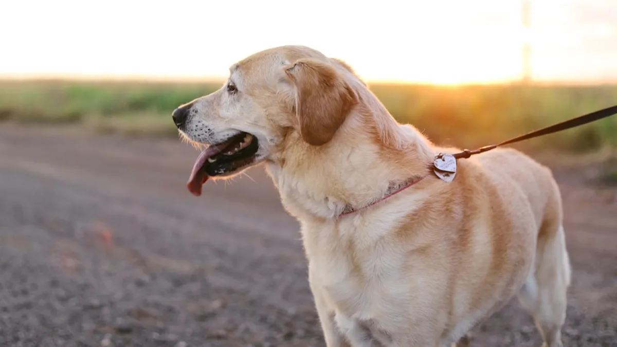 yellow Labrador Retriever standing on ground at daytime