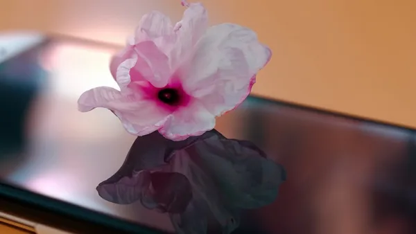 a pink flower sitting on top of a cell phone