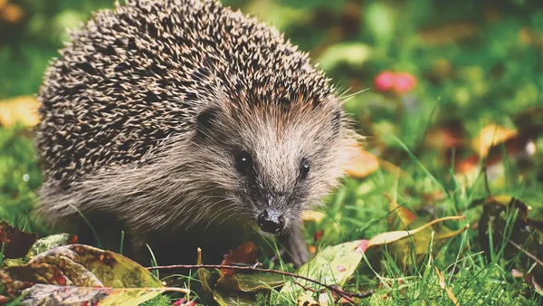 black and white hedgehog on green and red leaves