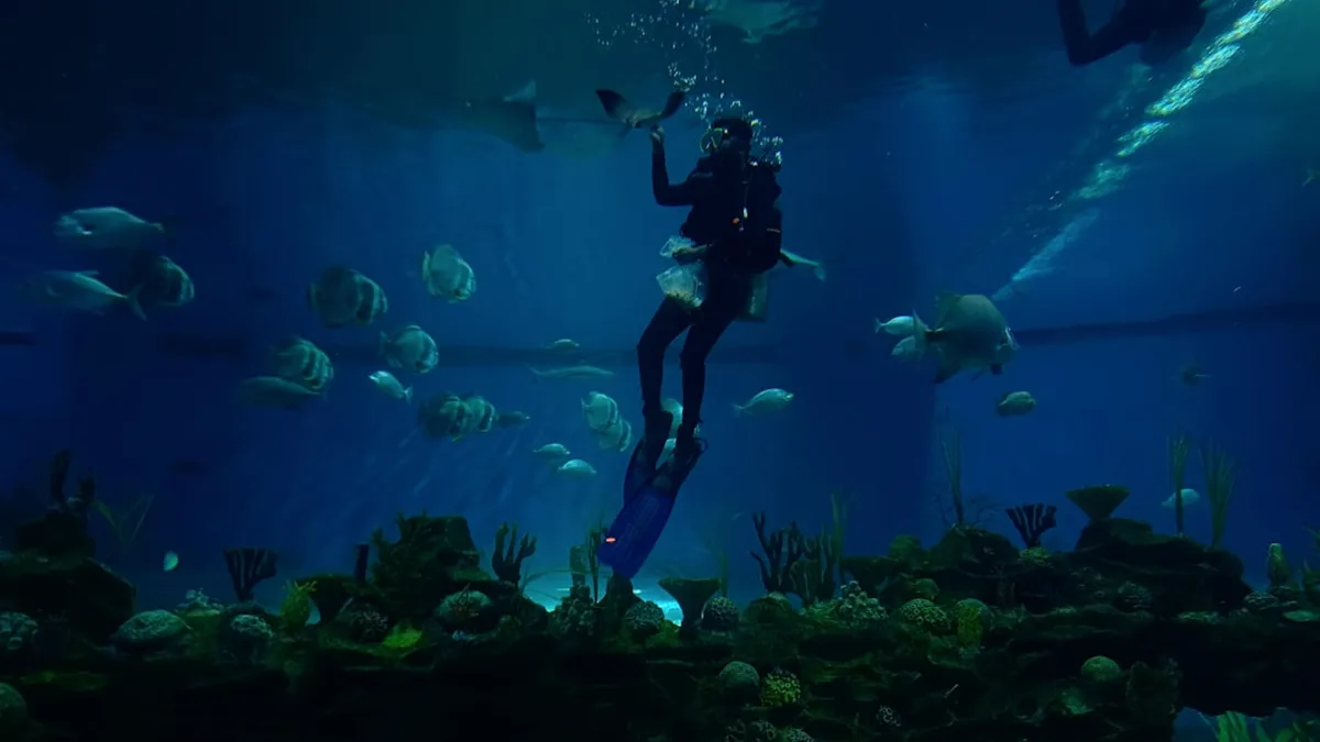 a person in a scuba suit swimming in an aquarium