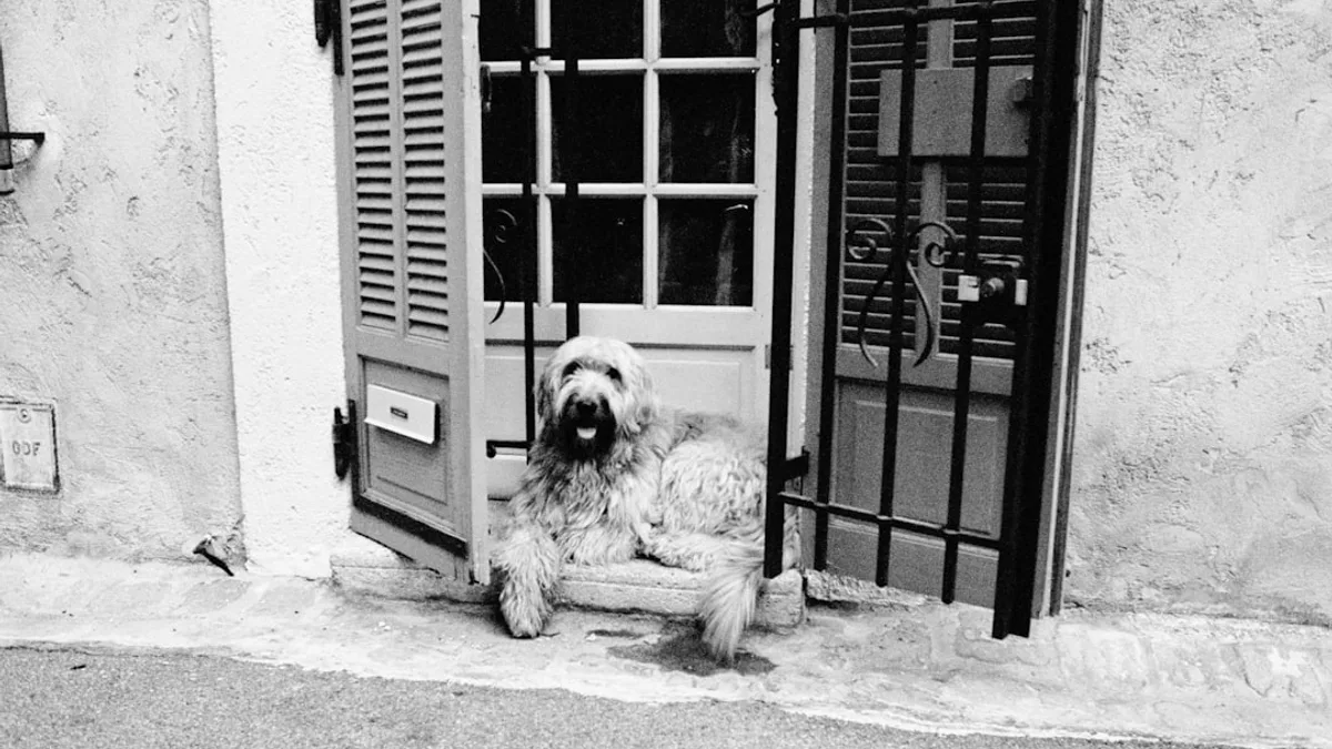 grayscale photo of long coated dog lying on floor beside door