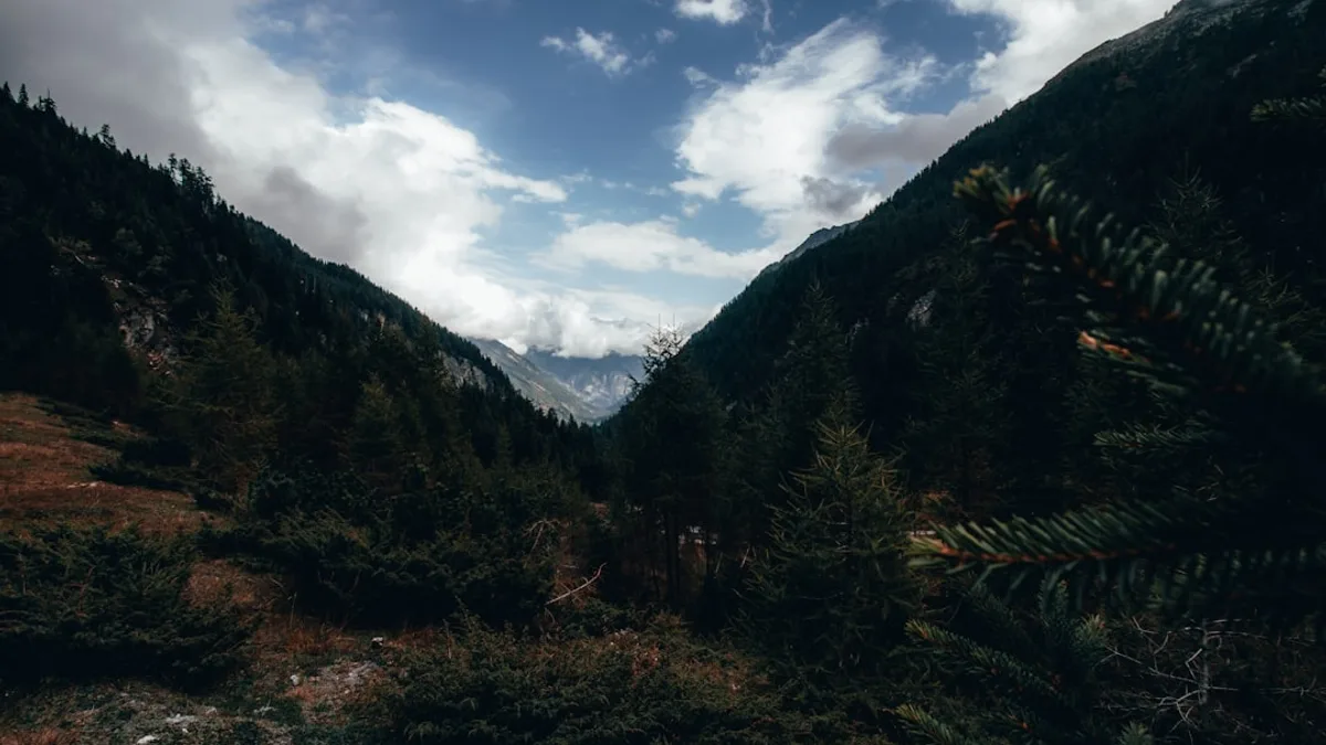 a view of a mountain range with trees in the foreground
